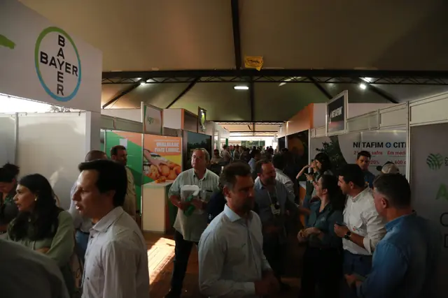 Mesa de exposição com variedades de citros de mesa classificadas por calibre